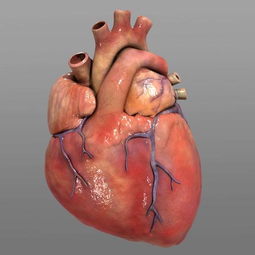 3D心脏模型的构建