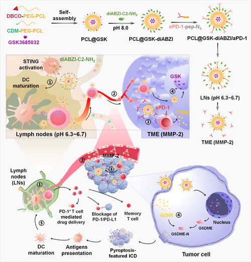 充分利用肿瘤组织的特异微环境,设计相应的载体,以实现抗癌药物的响应性可控性释放是当今抗癌研究的热点问题。本论文中,以硅球为载体,运用原子转移自由基聚合(ATRP) 聚合方法在硅球表面引发甲基丙烯酸二乙