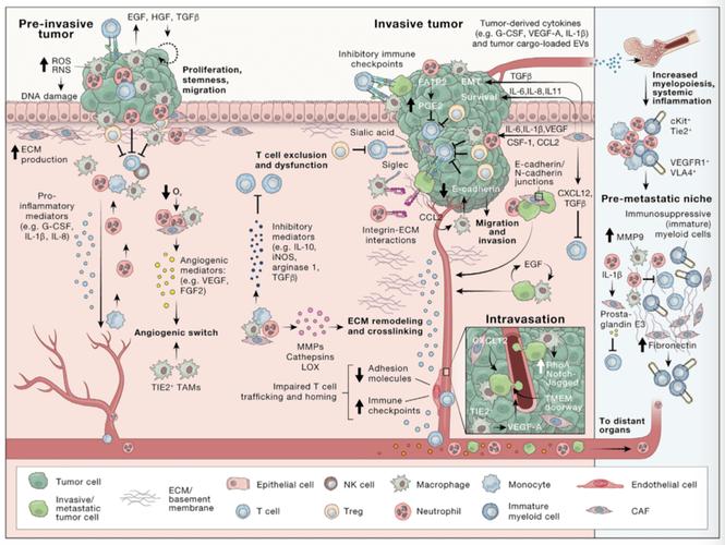 充分利用肿瘤组织的特异微环境,设计相应的载体,以实现抗癌药物的响应性可控性释放是当今抗癌研究的热点问题。本论文中,以硅球为载体,运用原子转移自由基聚合(ATRP) 聚合方法在硅球表面引发甲基丙烯酸二乙
