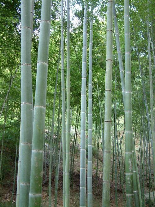 中竹新宇竹业出口营销策略改进研究