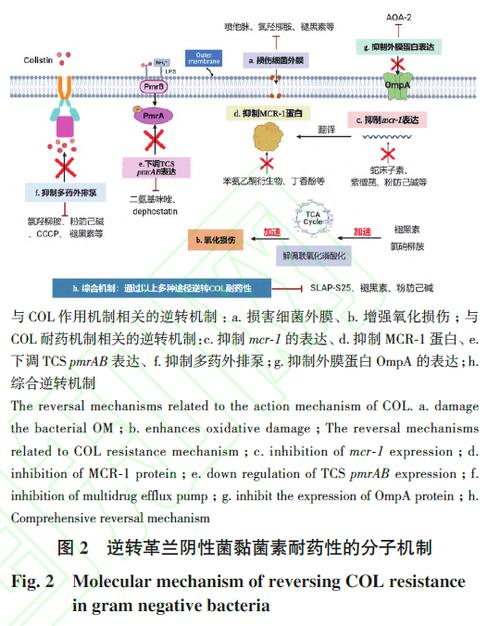 肠球菌耐药性分析及其耐药机制研究现状